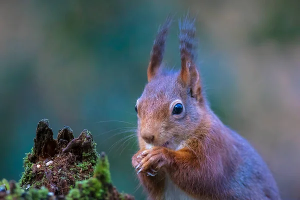 Closeup Eurasian Red Squirrel Sciurus Vulgaris Eating Nuts Forest Selective — Stock Photo, Image