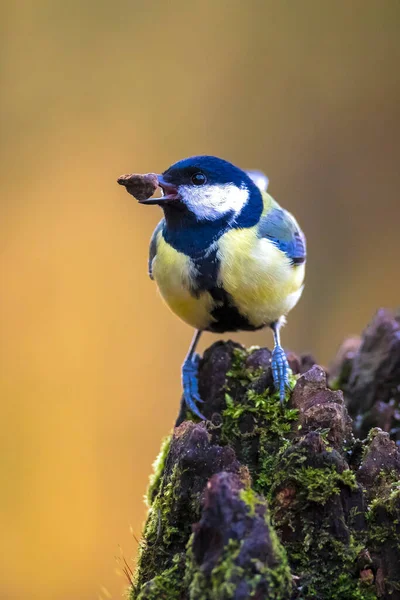 Vértes Portré Egy Nagy Cinege Madár Parus Major Ült Ban — Stock Fotó