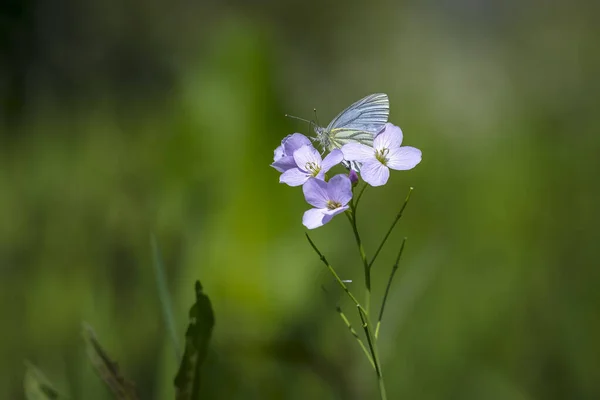 Grüngeäderter Weißer Schmetterling Pieris Napi Ruht Auf Einer Wiese Die — Stockfoto