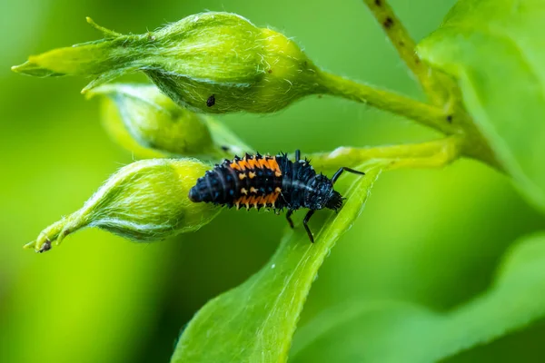 Ladybug Insectenlarve Pop Coccinellidae Close Verpopping Stadium Voeden Met Groene — Stockfoto