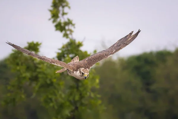 Saker Falke Falco Cherrug Bei Der Flugjagd Und Beim Tauchen — Stockfoto