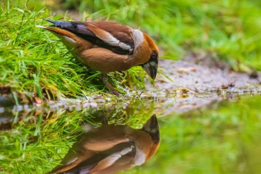 Şahin ispinozu erkek, Coccothraustes coccothraustes, ötücü kuş içme suyu. Seçici odak ve canlı renklerle doğal güneş ışığı.