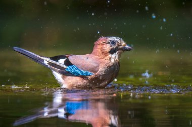 Islak Avrasyalı kuş Garrulus glandarius 'un suda yıkama, yıkama, temizleme ve temizleme işi. Seçici odaklanma ve düşük bakış açısı