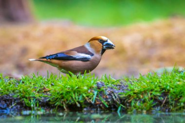 Erkek bir ispinozun yaklaşması Coccothraustes coccothraustes bir ormana tünemiş bir kuş. Seçici odak ve doğal güneş ışığı