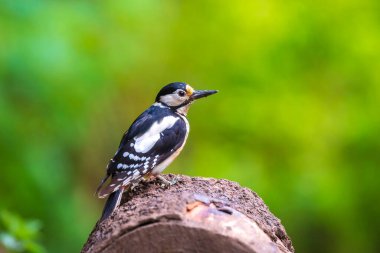 Dendrocopos Major 'daki benekli ağaçkakan kuşunun yakın çekimi yaz mevsiminde bir ormana tünemişti.