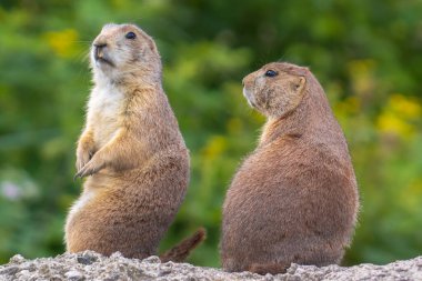 Siyah kuyruklu çayır köpeği Cynomys Ludovicianus 'un sebze ve bitki yemesini kapatın. Sciuridae familyasının bu kemirgeni Kuzey Amerika 'nın Büyük Ovaları' nda bulunur..