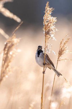 Alelade bir sazlık kiraz kuşu olan Emberiza schoeniclus, kamış başlıklı Phragmites australis 'te şarkı söyler. Sazlık yatakları, bulutlu bir günde bahar mevsiminde sert rüzgarlar nedeniyle sallanıyor..
