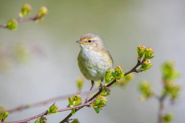 Yaygın bir chiffchaff kuşunun yakın çekimi Phylloscopus collybita, güzel bir yaz akşamında yeşil, canlı bir arka planda yumuşak bir ışık ile şarkı söylüyor..