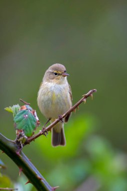 Söğüt bülbülü Phylloscopus trochilus 'un yakın çekimi, güzel bir yaz akşamında yeşil, canlı bir arka planda yumuşak bir ışık ile şarkı söylüyor..