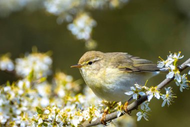 Söğüt bülbülü Phylloscopus trochilus 'un yakın çekimi, güzel bir yaz akşamında, arka planda parlak bir ışık ile şarkı söylüyor..