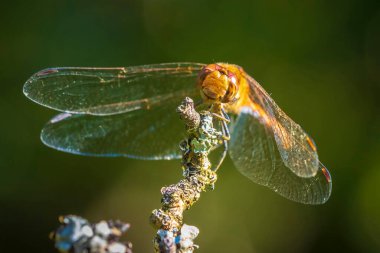 Erkek avare bir dartın yakın çekimi, Sympetrum vulgatum, bitki örtüsünde asılı yusufçuk.