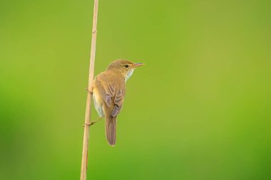 Bataklık bülbülü, Akrocephalus palustris, sarı çiçekli bir tarlada öten kuş.