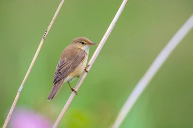 Bataklık bülbülü, Akrocephalus palustris, sarı çiçekli bir tarlada öten kuş.