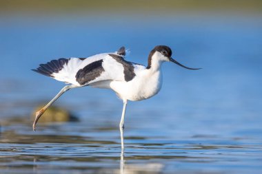 Pied Avocet, Recurvirostra avosetta; suda yiyecek arayan yavrulara bakan ebeveyn