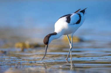 Pied Avocet, Recurvirostra avosetta; suda yiyecek arayan yavrulara bakan ebeveyn