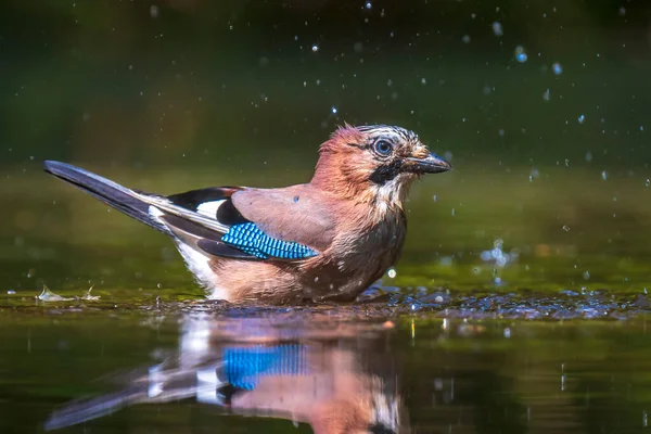 Closeup of a wet Eurasian jay bird Garrulus glandarius washing, preening and cleaning in water. Selective focus and low poit of view