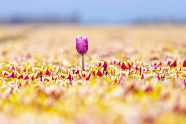 Kvetoucí Barevné Holandské Růžové Tulipánové Květinové Pole Pod Modrou Oblohou — Stock fotografie