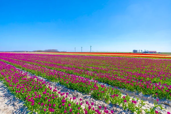 青空の下 色とりどりのオランダのピンク紫色のチューリップ畑を咲かせます オランダのゼーラント州 — ストック写真