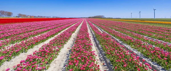 Kvetoucí Barevné Holandské Růžové Tulipánové Květinové Pole Pod Modrou Oblohou — Stock fotografie