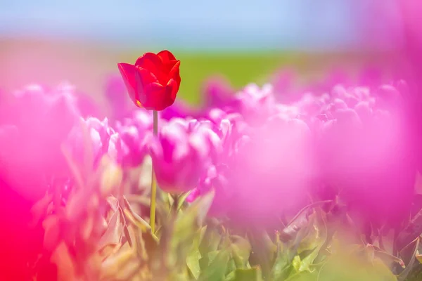 五彩斑斓的荷兰紫色郁金香在蓝天下绽放 荷兰泽兰 — 图库照片
