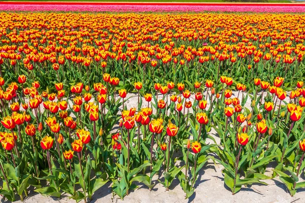 Flor Colorido Holandés Amarillo Rojo Tulipanes Campo Flores Bajo Cielo — Foto de Stock