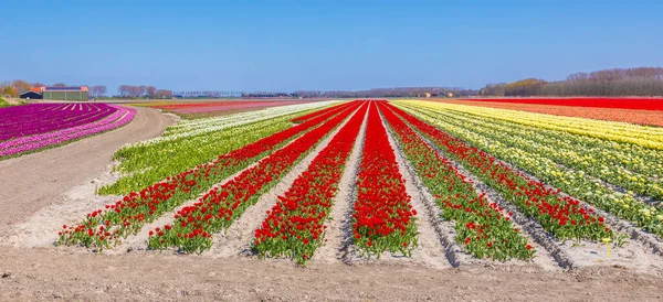 Kwitnące Kolorowe Holenderskie Czerwone Tulipany Pole Kwiatu Pod Błękitnym Niebem — Zdjęcie stockowe