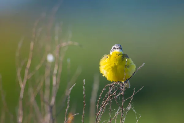 Nahaufnahme Eines Männlichen West Bachstelzenvogels Motacilla Flava Der Einem Sonnigen — Stockfoto