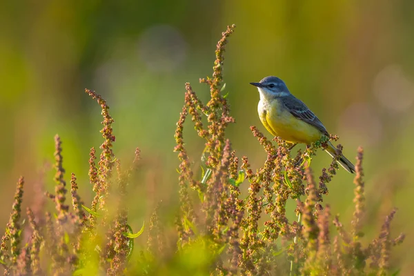 Primer Plano Pájaro Wagtail Amarillo Occidental Macho Motacilla Flava Cantando — Foto de Stock