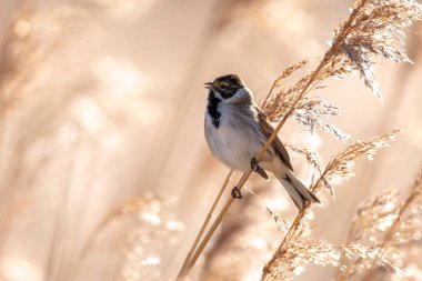 Alelade bir sazlık kiraz kuşu olan Emberiza schoeniclus, kamış başlıklı Phragmites australis 'te şarkı söyler. Sazlık yatakları, bulutlu bir günde bahar mevsiminde sert rüzgarlar nedeniyle sallanıyor..