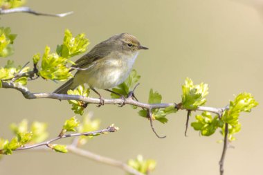 Yaygın bir chiffchaff kuşunun yakın çekimi Phylloscopus collybita, güzel bir yaz akşamında yeşil, canlı bir arka planda yumuşak bir ışık ile şarkı söylüyor..