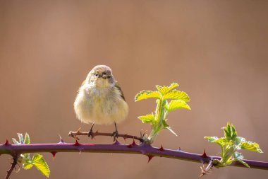 Yaygın bir chiffchaff kuşunun yakın çekimi Phylloscopus collybita, güzel bir yaz akşamında yeşil, canlı bir arka planda yumuşak bir ışık ile şarkı söylüyor..