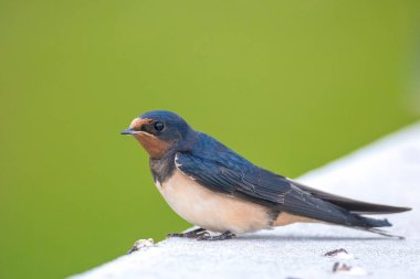Ahır kırlangıcı, Hirundo rustica, yavruların beslenmesi... bu ahırlardan büyük bir grup yiyecek arıyor, böcek avlıyor ve sırayla dinleniyorlar..