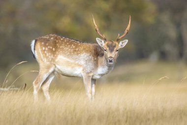 Çiftleşme mevsiminde büyük boynuzları olan Fallow deer Dama Dama erkek geyiği. Sonbahar güneşi ve doğa renkleri arka planda açıkça görülebilir..