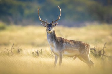Çiftleşme mevsiminde büyük boynuzları olan Fallow deer Dama Dama erkek geyiği. Sonbahar güneşi ve doğa renkleri arka planda açıkça görülebilir..