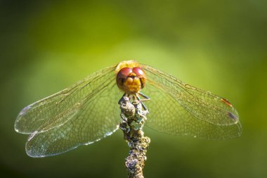 Erkek avare bir dartın yakın çekimi, Sympetrum vulgatum, bitki örtüsünde asılı yusufçuk.