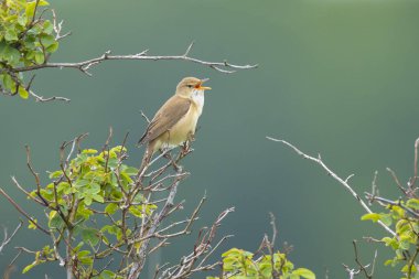 Bataklık bülbülü, Akrocephalus palustris, sarı çiçekli bir tarlada öten kuş.