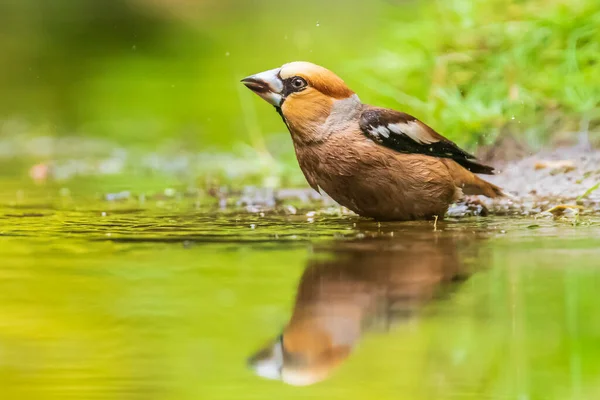 Closeup Wet Hawfinch Coccothraustes Coccothraustes Washing Preening Cleaning Water Selective — Stock Photo, Image