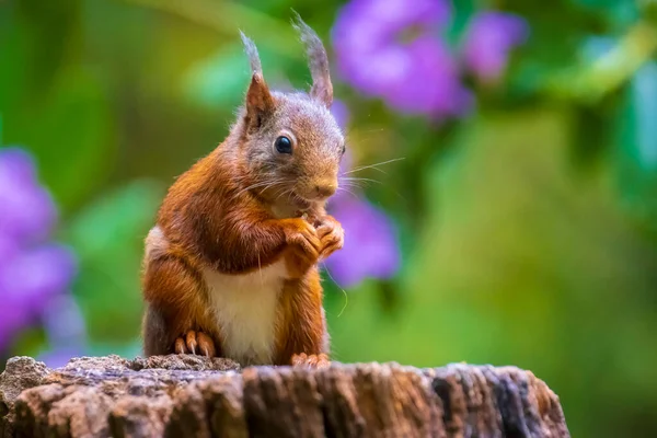 Close Van Een Euraziatische Rode Eekhoorn Sciurus Vulgaris Die Noten — Stockfoto