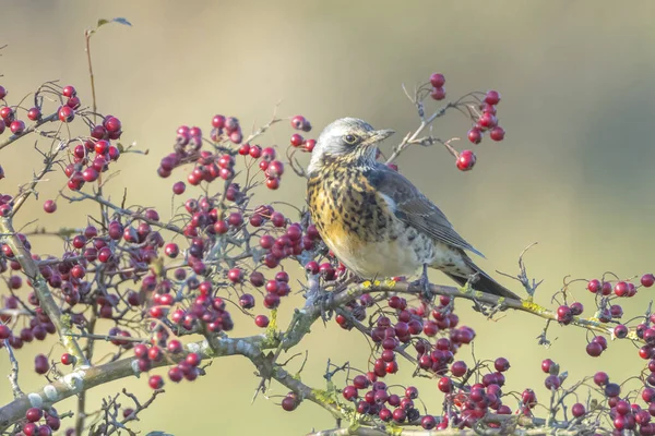 A fieldfare, Turdus pilaris, bird eating berries on a hawthorn bush during Autumn season.