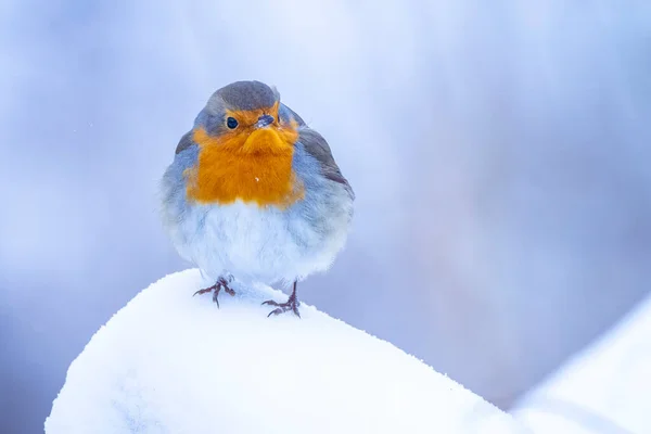 European robin Erithacus rubecula foraging in snow, beautiful cold Winter setting