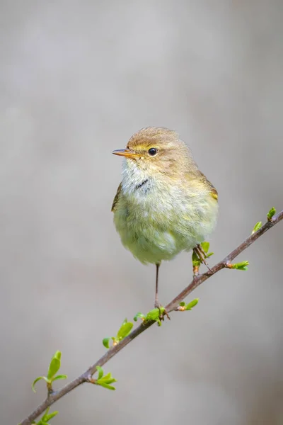 Primer Plano Pájaro Paja Común Phylloscopus Collybita Cantando Una Hermosa — Foto de Stock