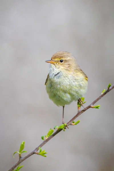 Крупный План Обыкновенной Птицы Phylloscopus Collybita Поющей Красивым Летним Вечером — стоковое фото