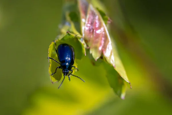 一个小的阿尔德叶甲虫特写镜头 在夏天的一天 昆虫爬上绿草和芦苇 — 图库照片