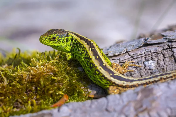 Lagarto Arena Lacerta Agilis Macho Verde Calefacción Sol Descansando Sobre —  Fotos de Stock