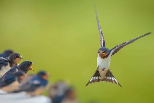 Barn Swallow Hirundo Rustica Pulcini Nutriti Gran Numero Queste Rondini — Foto Stock