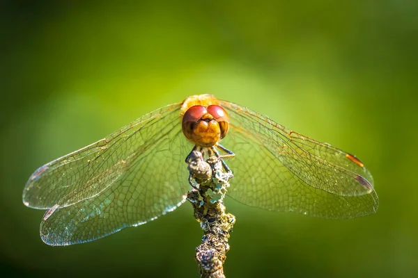 Großaufnahme Eines Männlichen Vagabunden Sympetrum Vulgatum Libelle Die Der Vegetation — Stockfoto