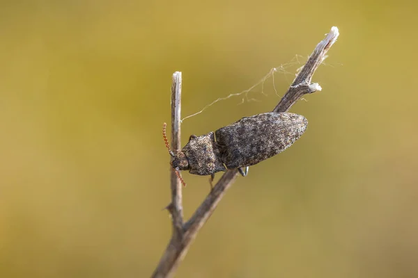 Closeup Agrypnus Murinus Crawling Grass Species Click Beetle — ストック写真