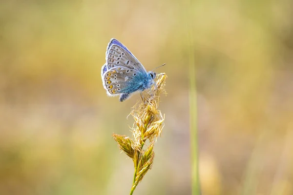 Tôt Matin Papillon Bleu Commun Polyommatus Icarus Pollinisant Sur Une — Photo