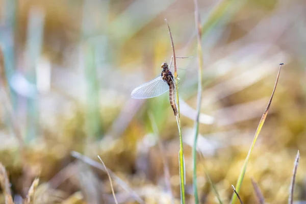 Leptophlebia Vespertina Mayfly Resting Grass Natural Colors Low Point View — стоковое фото