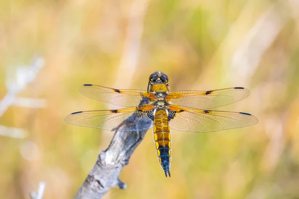 Close Four Spotted Chaser Libellula Quadrimaculata Four Spotted Skimmer Dragonfly — Stock Photo, Image